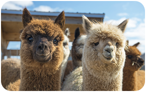 Countryside activities UK